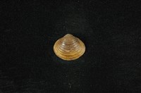 藏品(臺灣蜆)的圖片